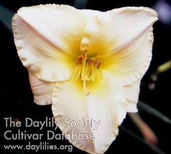Daylily Doryt Moss